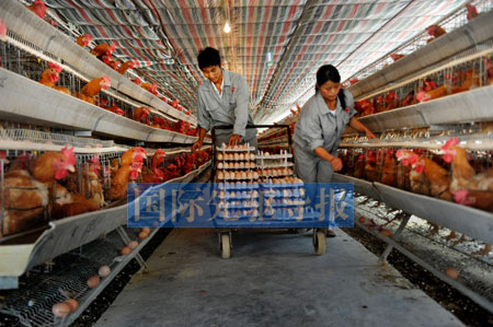 抗生素的濫用正在中國養殖業形成惡性循環，由此引發的食品安全問題已經到了關乎我們民族繁衍的程度。本報資料圖