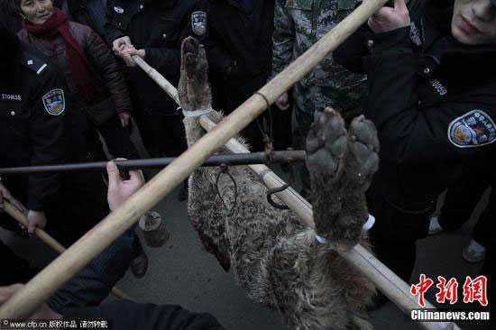 　　3月19日，山東滕州市公安局接到群眾報警，柴胡店鎮(zhèn)一男孩在上學(xué)的路上被一疑似狼的灰色動物咬傷脖子、耳朵及大腿，一婦女被該動物咬死/春暖花開攝 圖片來源：CFP視覺中國