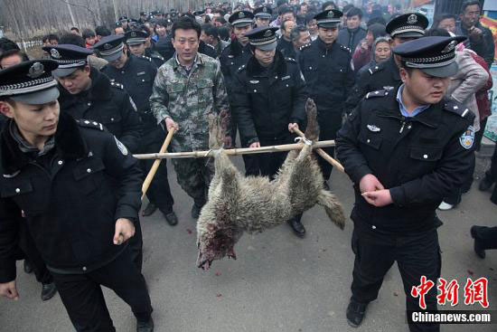 　　3月19日，山東滕州市公安局接到群眾報警，柴胡店鎮(zhèn)一男孩在上學(xué)的路上被一疑似狼的灰色動物咬傷脖子、耳朵及大腿，一婦女被該動物咬死。高翔 謝經(jīng)嶺 攝