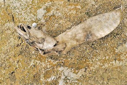 膠南風河干涸 土地裂縫3指寬河蚌魚蝦變干尸