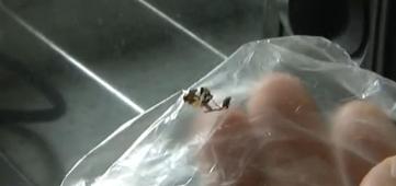 佳世客餡餅吃出大個(gè)綠豆蠅 被碾碎混在餡中