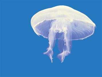 百斤海蜇來襲一浴1天30人被蟄 受傷應用海水沖洗