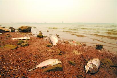 青島千尾大白鰱集體死亡糜爛發臭 村民瘋搶死魚吃