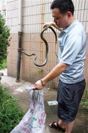 青島流浪黑貓大戰2米長蛇4野貓助陣 市民害怕關門窗 青島流浪黑貓大戰2米長蛇4野貓助陣 市民害怕關門窗