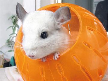 南美龍貓成白領新寵 愛賣萌會洗澡感情專一