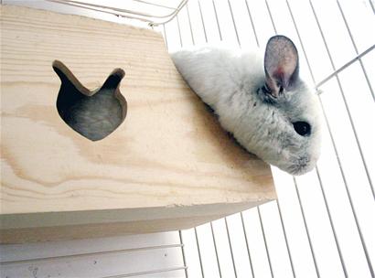 南美龍貓成白領新寵 愛賣萌會洗澡感情專一