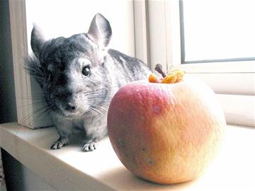 南美龍貓成白領新寵 愛賣萌會洗澡感情專一