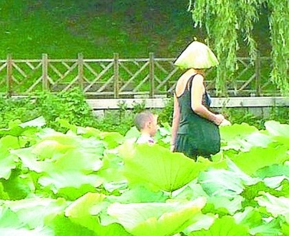 青島中山公園荷花成光稈 游客摘荷花掐荷葉戴頭上 青島中山公園荷花成光稈 游客摘荷花掐荷葉戴頭上