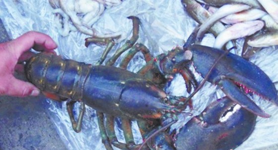 青島驚現2.7斤巨型龍蝦 身長35厘米有成人胳膊粗 青島驚現2.7斤巨型龍蝦 身長35厘米有成人胳膊粗