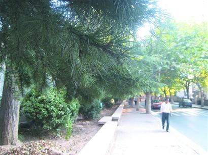 青島現采松針大軍稱煮水治高血壓 專家:有毒副作用 青島現采松針大軍稱煮水治高血壓 專家:有毒副作用