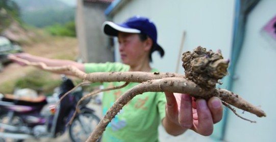 青島嶗山放羊人挖出1.08米野生巨參 十分罕見(jiàn)被搶購(gòu) 青島嶗山放羊人挖出1.08米野生巨參 十分罕見(jiàn)被搶購(gòu)