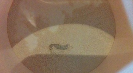 青島草莓味思密達止瀉藥開袋現(xiàn)活蟲 小指指甲蓋大小