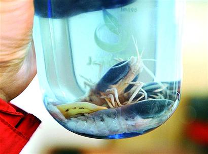 大洋一號帶回?cái)?shù)噸海底寶貝