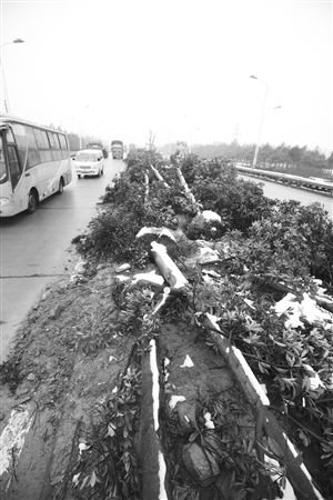 昨天，慈溪勝新線，樹木橫七豎八地倒在中央綠化帶上