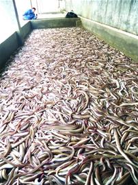 遠(yuǎn)洋船回青島帶回百噸鮮鰻魚 遠(yuǎn)洋船回青島帶回百噸鮮鰻魚