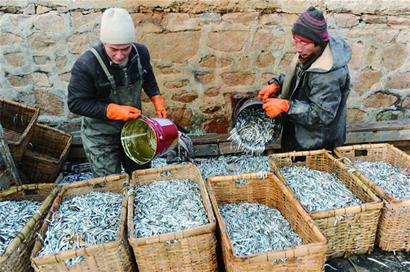 膠州灣重現(xiàn)面條魚汛 曾消失多年市民有口福 膠州灣重現(xiàn)面條魚汛 曾消失多年市民有口福