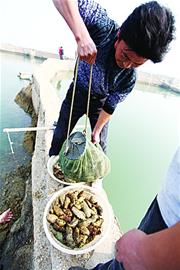 市場賣海參兩成喂消炎藥 長期食用易導致神經炎 市場賣海參兩成喂消炎藥 長期食用易導致神經炎