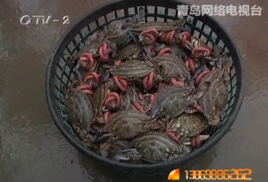 螃蟹為何五花大綁 記者探訪皮筋螃蟹源頭 螃蟹為何五花大綁 記者探訪皮筋螃蟹源頭