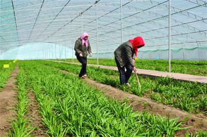 青島韭菜上演品牌大戰 青島韭菜上演品牌大戰