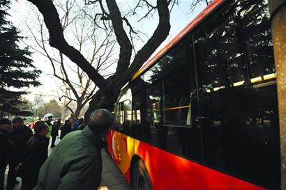 歪脖樹,快把公交“吐”出來! 歪脖樹,快把公交“吐”出來!