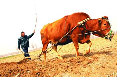 天氣轉暖郊區一派春耕圖 踏青注意防蛇咬(圖) 天氣轉暖郊區一派春耕圖 踏青注意防蛇咬(圖)