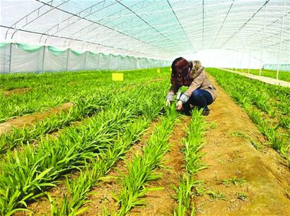 十地韭菜搶鮮青島餐桌 驚蟄剛過蟲子尚未復蘇 十地韭菜搶鮮青島餐桌 驚蟄剛過蟲子尚未復蘇