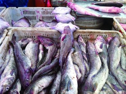 青島海鮮味美量少價高一些商販打著“本地”的旗號撈錢 青島海鮮味美量少價高一些商販打著“本地”的旗號撈錢