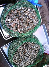 青島海鮮味美量少價高一些商販打著“本地”的旗號撈錢 青島海鮮味美量少價高一些商販打著“本地”的旗號撈錢