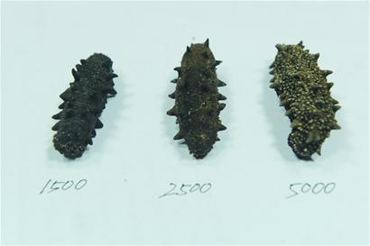 糖干海參“出沒”買前先舔舔 糖干海參“出沒”買前先舔舔