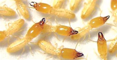 康有為故居白蟻出沒 門框陽臺全更換 康有為故居白蟻出沒 門框陽臺全更換